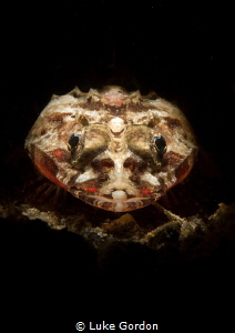 Stepping into the spotlight, a tiny flathead by Luke Gordon 